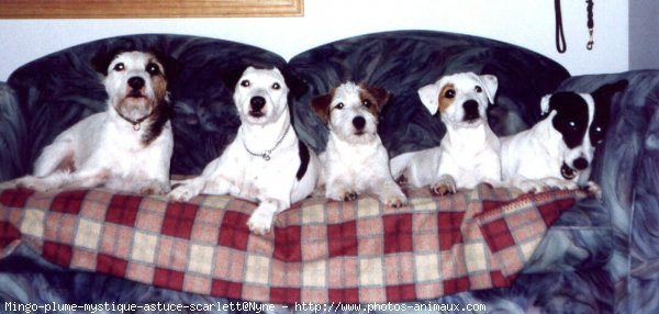 Photo de Parson russell terrier