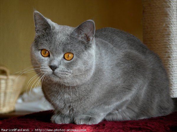 Photo de British shorthair