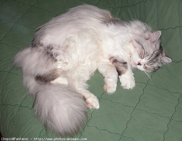 Photo de British longhair