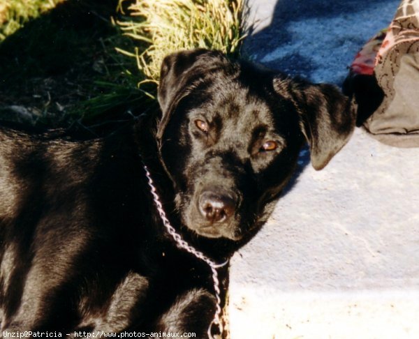 Photo de Labrador retriever