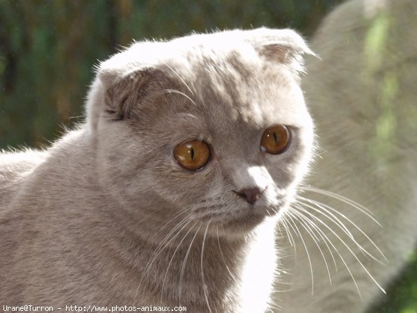 Photo de Scottish fold