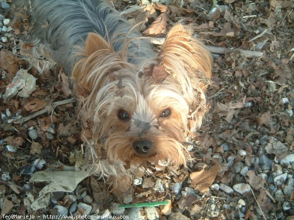 Photo de Yorkshire terrier