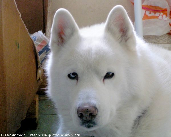 Photo de Husky siberien