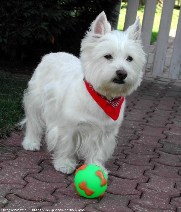 Photo de West highland white terrier