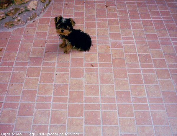 Photo de Yorkshire terrier