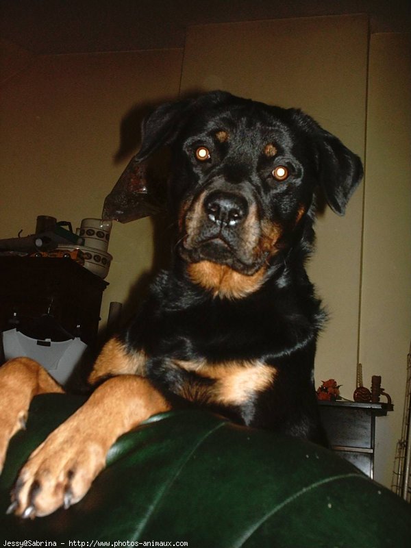 Photo de Rottweiler