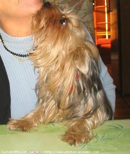 Photo de Yorkshire terrier