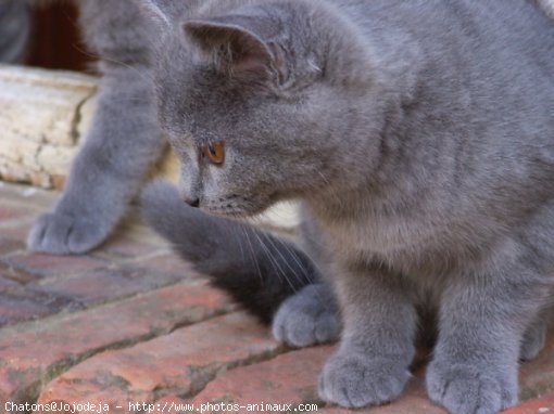 Photo de Chartreux