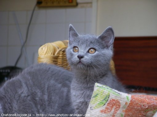 Photo de Chartreux