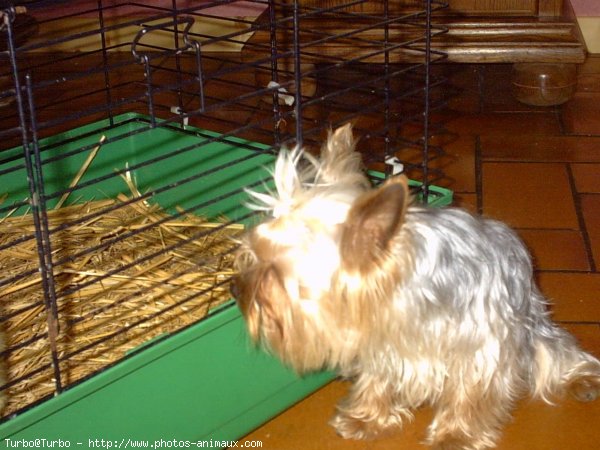 Photo de Yorkshire terrier