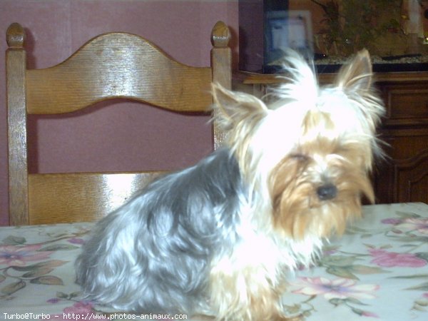 Photo de Yorkshire terrier