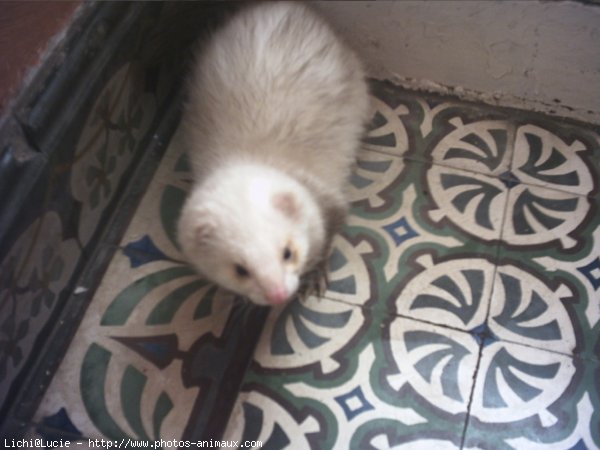 Photo de Furet