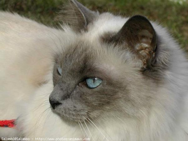 Photo de Sacr de birmanie