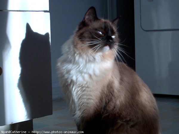 Photo de Ragdoll