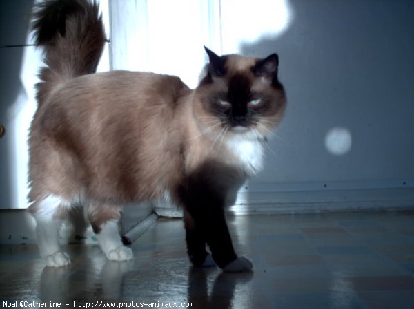 Photo de Ragdoll