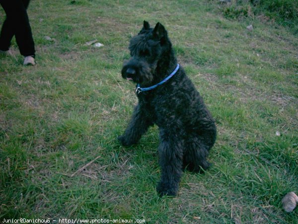 Photo de Bouvier des flandres