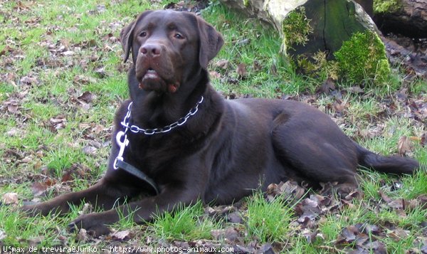 Photo de Labrador retriever