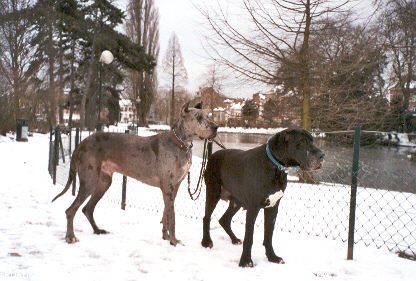 Photo de Dogue allemand