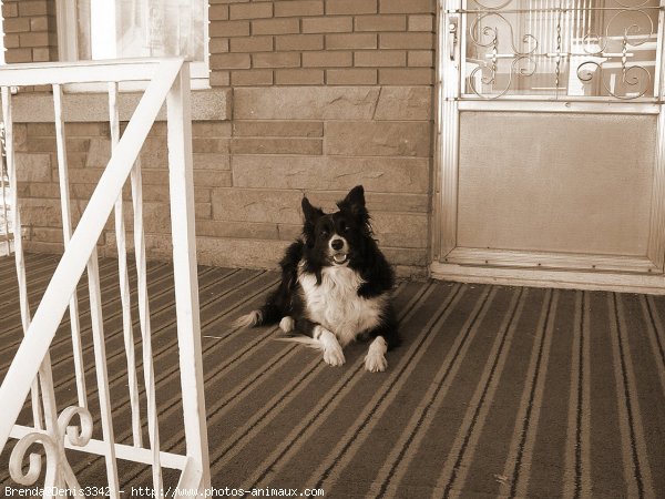 Photo de Border collie