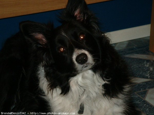 Photo de Border collie