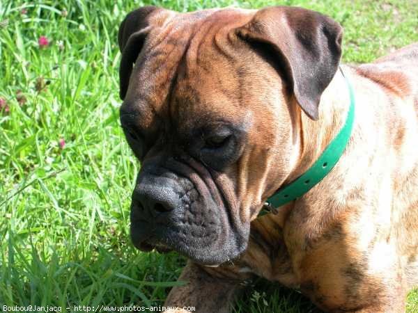 Photo de Boxer