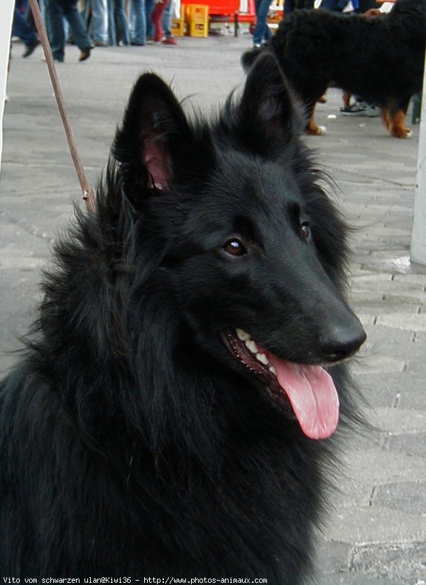 Photo de Berger belge groenendael