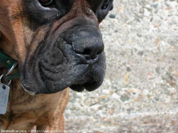 Photo de Boxer