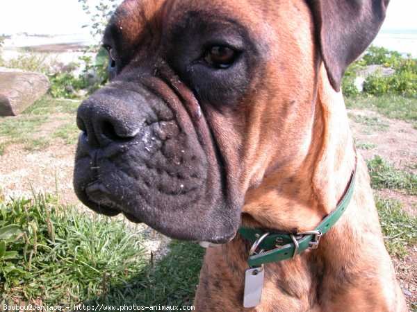 Photo de Boxer