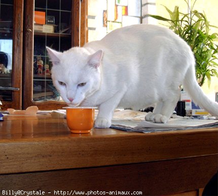 Photo de Chat domestique