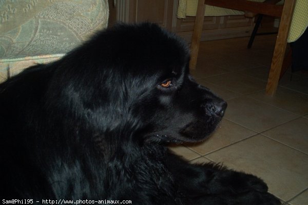 Photo de Chien de terre-neuve