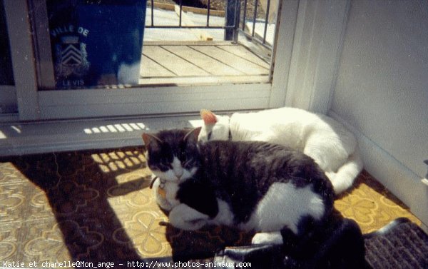 Photo de Chat domestique