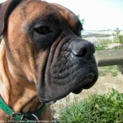 Photo de Boxer