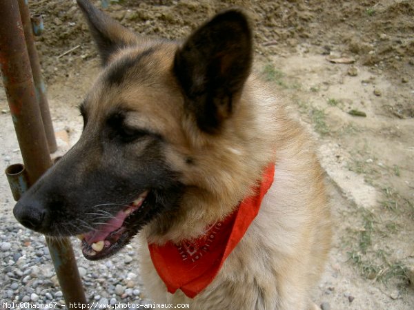 Photo de Berger belge malinois