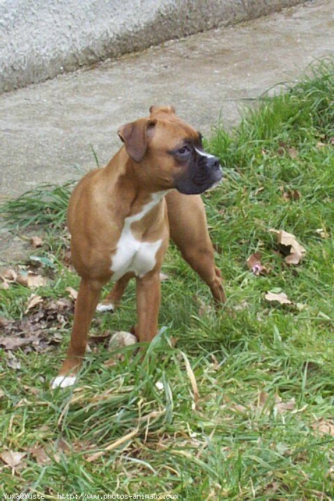 Photo de Boxer