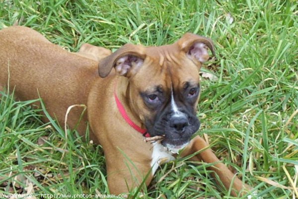 Photo de Boxer