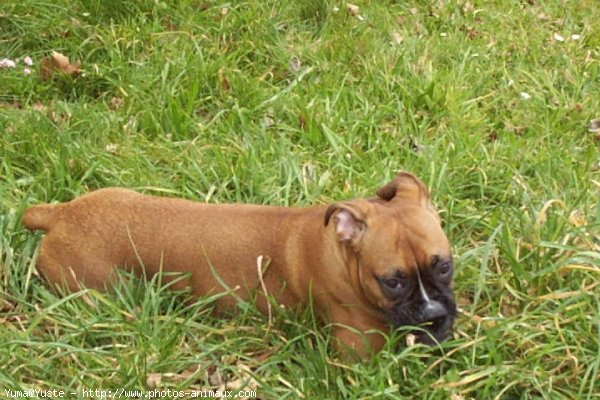 Photo de Boxer