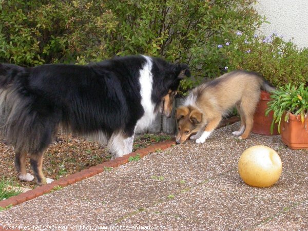 Photo de Chien de berger des shetland