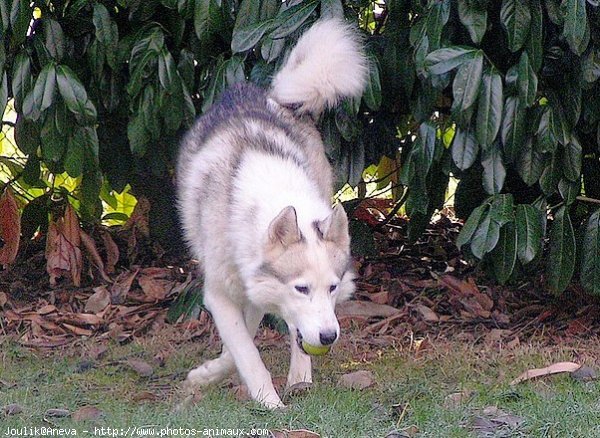 Photo de Husky siberien