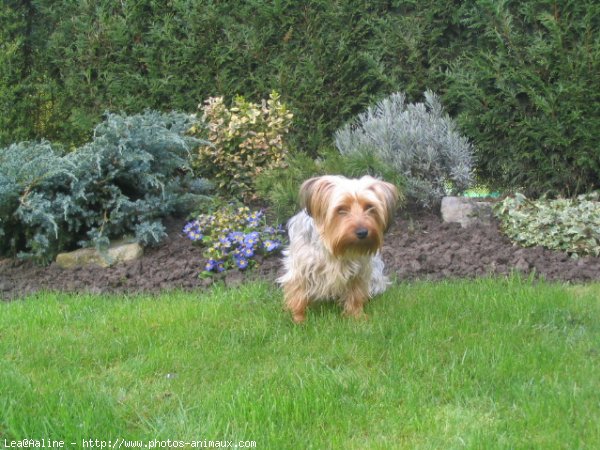 Photo de Yorkshire terrier