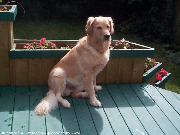 Photo de Golden retriever