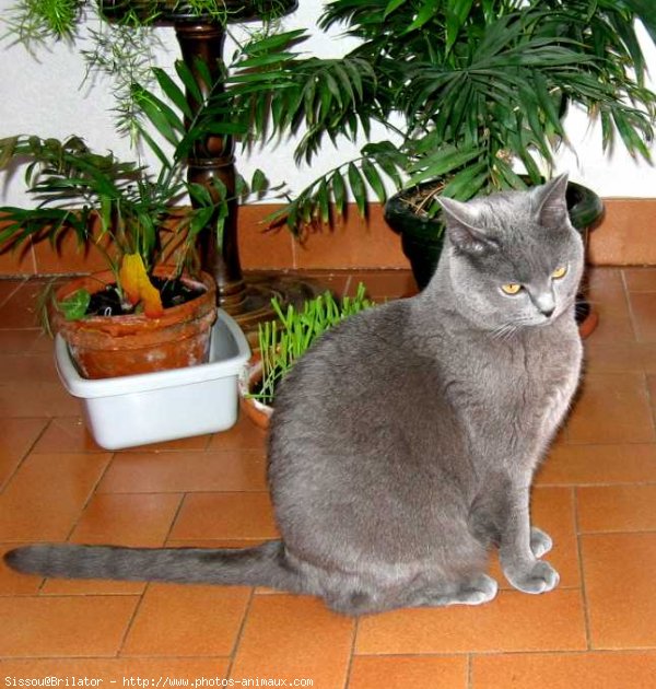 Photo de Chartreux