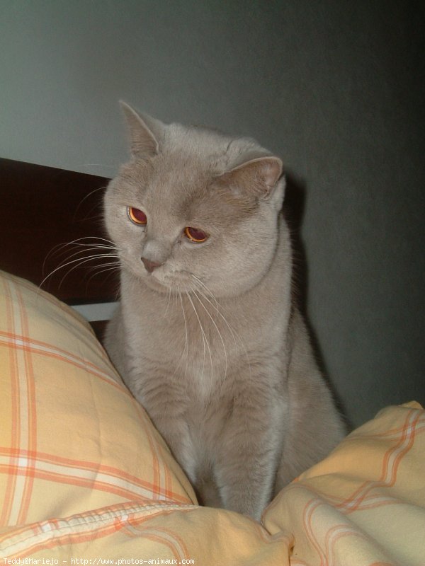 Photo de British shorthair