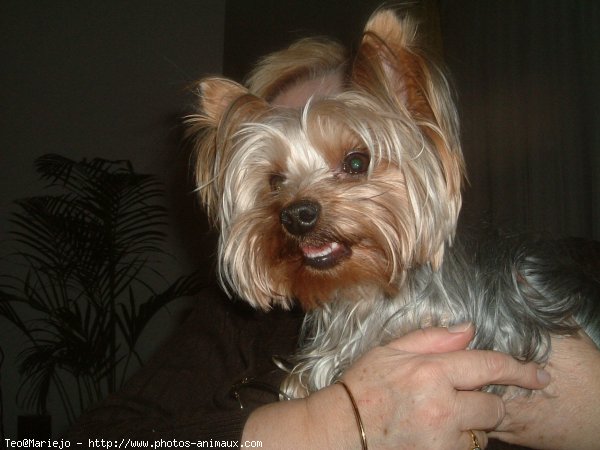 Photo de Yorkshire terrier