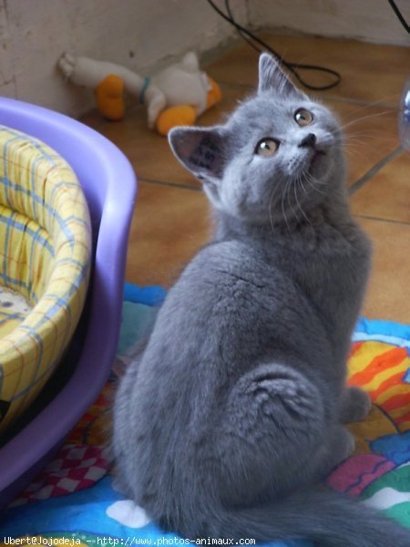 Photo de Chartreux