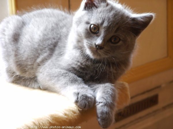 Photo de Chartreux