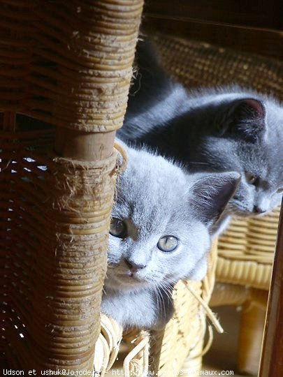 Photo de Chartreux