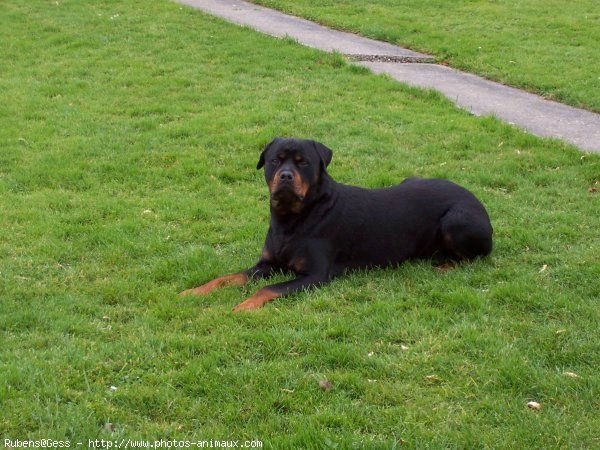 Photo de Rottweiler