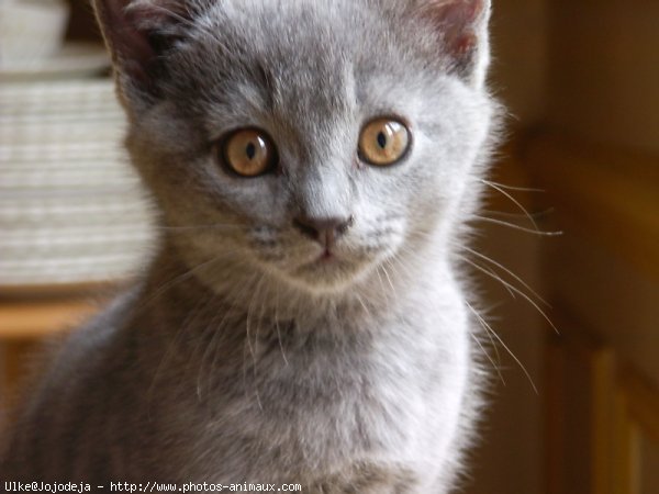 Photo de Chartreux