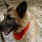 Photo de Berger belge malinois