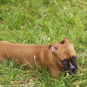 Photo de Boxer